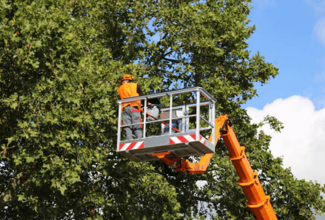 tree trimming middlesex nj