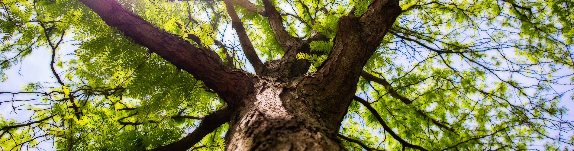 MNJ Tree Care