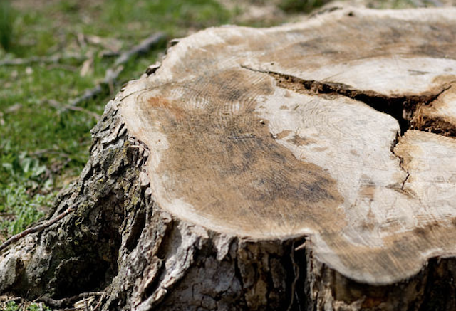 stump grinding Helmetta nj